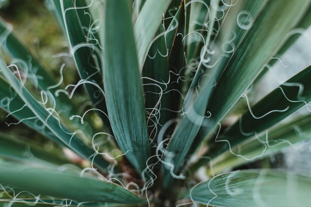 cactus_silk_plant fiber