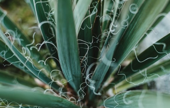 cactus_silk_plant fiber cactus_silk_plant fiber